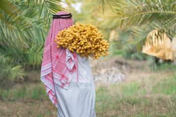 Back side, Arab old man carrying date palm branches on his shoulders at date palm farm, Dates in the farm are ripe, sweet and ready to eat for good health
