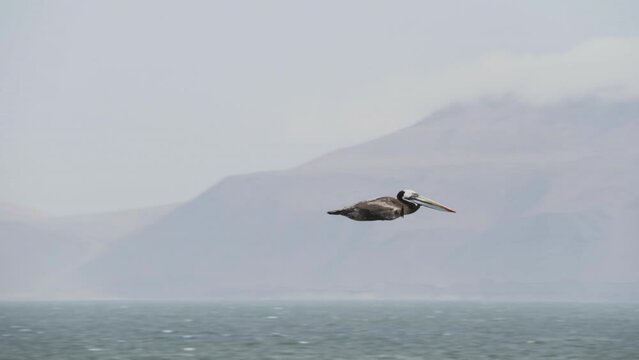 Brown pelican in flight over the Paracas national reserve at the coastline of the pacific ocean in Peru.