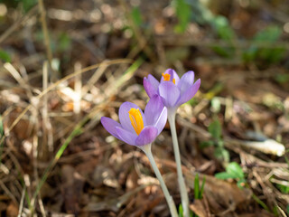 Frühlingsblumen vor grün-braunem softem Hintergrund