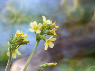 Schlüsselblumen im Frühling vor einem soften Gewässer