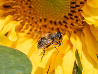 Eine Biene sitzt auf einer Sonnenblume im hellen Sommerlicht