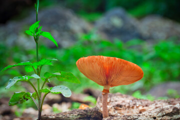 Paisaje de la naturaleza con primer plano de una seta. 