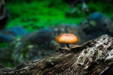 Paisaje de la naturaleza con primer plano de una seta. 