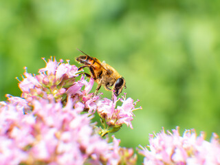 Biene sitzt auf pinken Blüten vor einem soften grünen Hintergrund