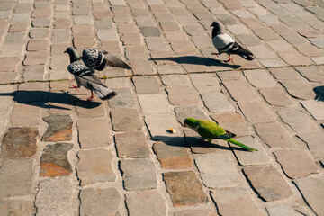 Image of little parrot bird eating bread with pigeons.