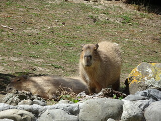 Relaxing capybaras in the mountain