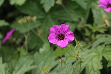 Closeup of beautiful purple geranium flower
