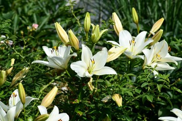 beautiful colorful lily flowers grow in the garden during summer