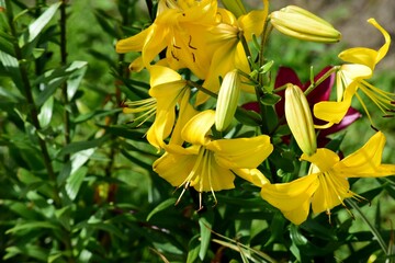 Obraz premium beautiful colorful lily flowers grow in the garden during summer