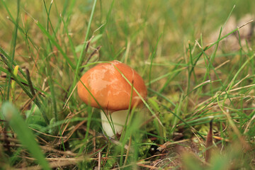 edible mushroom buttermilk in the green grass in the forest. Selective focus.