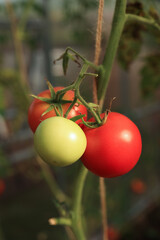 A ripe tomato growing in a greenhouse. Delicious red heirloom tomatoes. Blurred background. Vertical snapshot