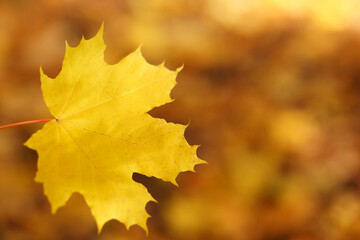 Naklejka na ściany i meble Yellow maple leaf in the park. Selective focus.