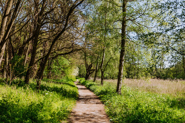 Wanderweg zwischen vereinzelt stehenden Bäumen