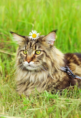 Adult, beautiful fluffy striped. The Maine Coon cat is lying on the green grass. Soft focus. Walking with animals