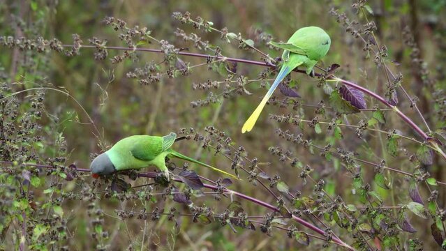 Parrots on Plants Feasting on Seeds