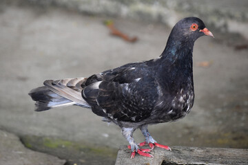 black pigeon on the ground