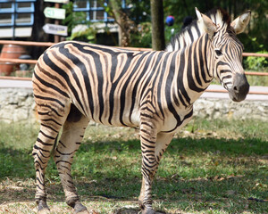A zebra standing in the zoo