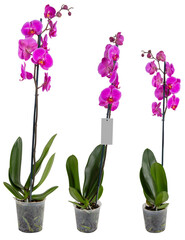 pink orchid in a pot isolated on transparent background png 
