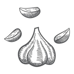 Garlic outline.Farm market product.Hand drawn vector illustration sketch.Organic agriculture.Garlic for menu, icon.Garlic clove.Isolated on white background.