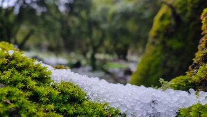 Snow covered tree and moss in the forest