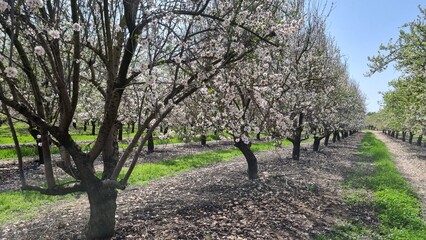 Blossoming almond tree in the orchard during spring