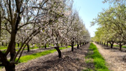 Blossoming almond tree in the orchard during spring