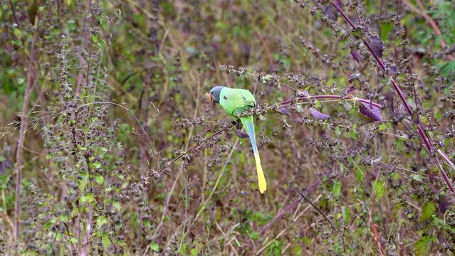 Parrots on Plants Feasting on Seeds