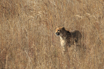 Cheetah in the long grass