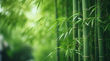 Foto op Plexiglas closeup of bamboo forest trees and leaf © mimadeo