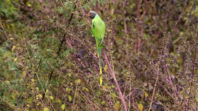 Parrots on Plants Feasting on Seeds