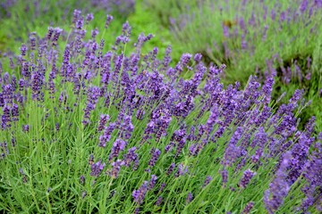 Violet lavender field. Lavanda purple flowers beautiful sunshine blooming in a garden, Latvia