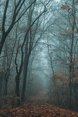 Foggy autumn trees