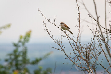 little brown bird czech republic