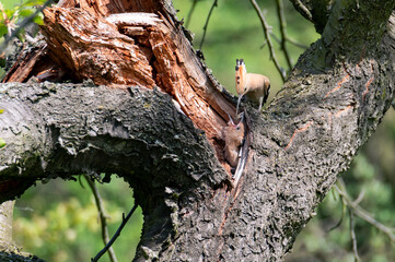 The Eurasian hoopoe (Upupa epops) an adult feeding a young one in the hollow of a cherry tree in Moravia in the Czech Republic
