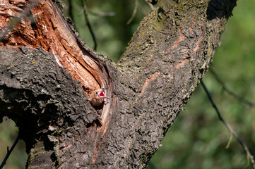 The Eurasian hoopoe (Upupa epops) an adult feeding a young one in the hollow of a cherry tree in Moravia in the Czech Republic
