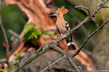 The Eurasian hoopoe (Upupa epops) an adult feeding a young one in the hollow of a cherry tree in...