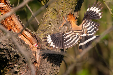 The Eurasian hoopoe (Upupa epops) an adult feeding a young one in the hollow of a cherry tree in...