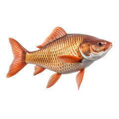 Carp fish isolated on white png transparent background