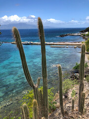 Cactus face à la mer