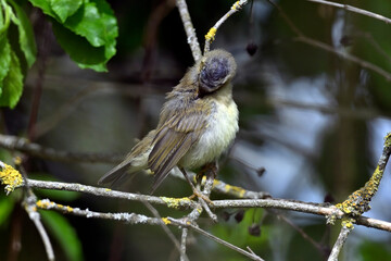 juvenile Chiffchaff // junger Zilpzalp (Ästling) - (Phylloscopus collybita)