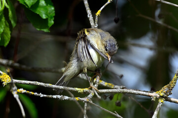 juvenile Chiffchaff // junger Zilpzalp (Ästling) - (Phylloscopus collybita)