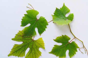 Elegant Vine Leaves: Beautiful Foliage on Paper