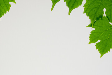 Elegant Vine Leaves: Beautiful Foliage on Paper