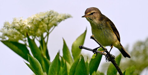 Chiffchaff // Zilpzalp (Phylloscopus collybita)