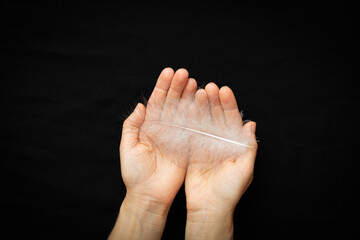 White bird feather in the hands of a girl on a black background, down and feather