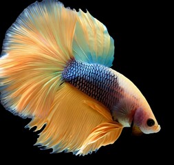 Fototapeta premium Mustard Gas Betta