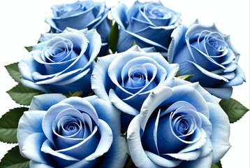 blue roses on white background 
