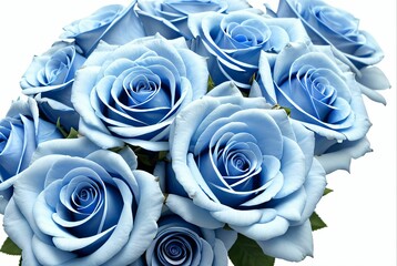 blue roses on white background 