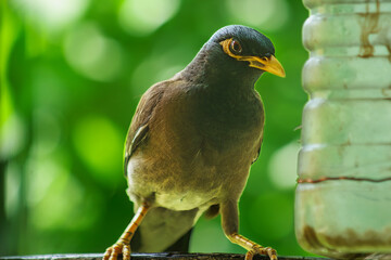 Myna bird posing for the camera