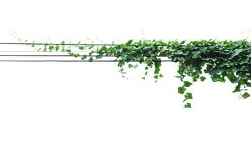 Vine on a pole on a white background